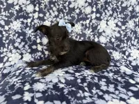 Ava, a female Miniature Schnauzer for sale in Lakeland, FL – 6 of 8
