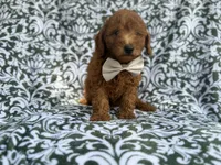 Leon, a male Goldendoodle for sale in Lakeland, FL – 5 of 10