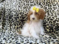 Jazzy, a female Poodle - Miniature  for sale in Lakeland, FL – 9 of 9