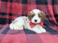 Duke, a male Cavapoo and Poodle - Miniature  for sale in Lakeland, FL – 7 of 8