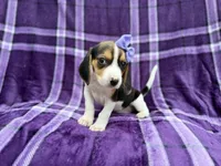 Pooh, a female Beagle for sale in Lakeland, FL – 4 of 7