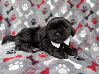 Scout, a male Shih Tzu and Shichon for sale in Lakeland, FL – 7 of 9