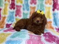 Buttons, a female Yorkipoo for sale in Lakeland, FL – 9 of 9