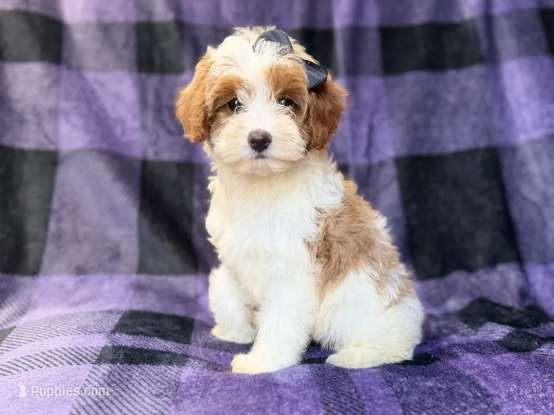 Sugar – Cavapoo puppy for sale in Lakeland, FL