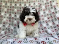 Asher, a male Shihpoo for sale in Lakeland, FL – 2 of 8