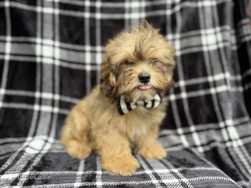 Diego – Shihpoo puppy for sale in Lakeland, FL