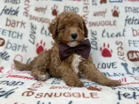 Adam, a male Cavapoo and Poodle - Miniature  for sale in Lakeland, FL – 2 of 9