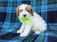 Dexter, a male Cavapoo and Poodle - Miniature  for sale in Lakeland, FL – 6 of 9