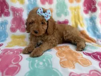 Truffles, a female Cockapoo for sale in Lakeland, FL – 3 of 8