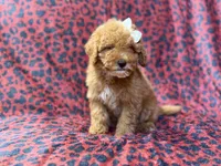 Skittles, a female Cavapoo for sale in Lakeland, FL – 3 of 10
