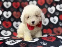 Hex, a male Bichpoo for sale in Lakeland, FL – 7 of 10