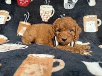 Maverick, a male Cockapoo and Poodle - Miniature  for sale in Lakeland, FL – 8 of 8