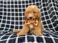 Lenny, a male Goldendoodle and Poodle - Miniature  for sale in Lakeland, FL – 8 of 8
