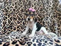 Winnie, a female Beagle for sale in Lakeland, FL – 6 of 9