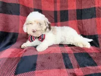 Slade, a male Cockapoo for sale in Lakeland, FL – 5 of 8