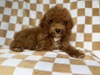 Paxton, a male Cockapoo for sale in Lakeland, FL – 7 of 9