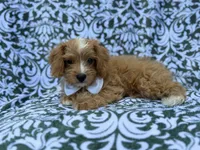 Moose, a male Cavapoo and Poodle - Miniature  for sale in Lakeland, FL – 7 of 8