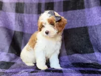 Sugar, a female Cavapoo for sale in Lakeland, FL – 6 of 8
