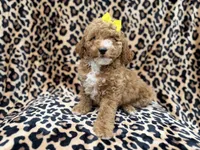 Reagan, a female Cockapoo and Poodle - Miniature  for sale in Lakeland, FL – 1 of 9