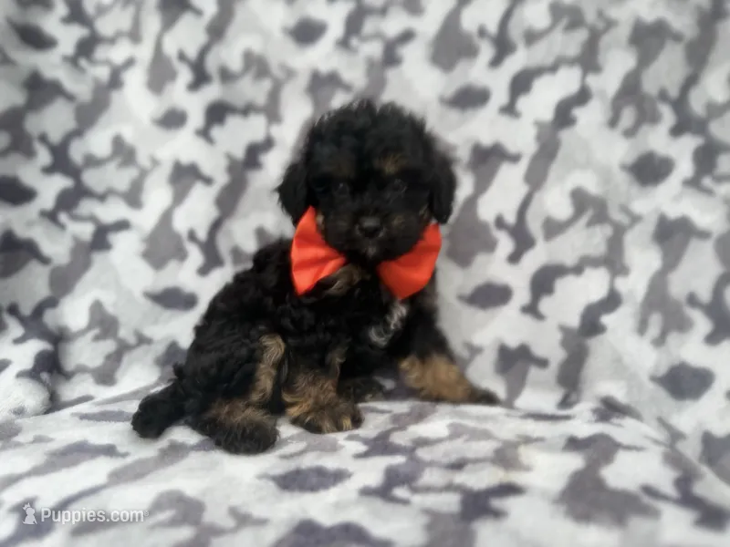 Danny – Cavalier King Charles Spaniel, Poodle - Miniature  puppy for sale in Lakeland, FL