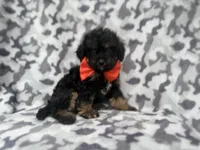 Danny, a male Cavalier King Charles Spaniel and Poodle - Miniature  for sale in Lakeland, FL – 1 of 9