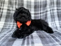 Zander, a male Shihpoo for sale in Lakeland, FL – 8 of 9