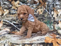 Landon, a male Cavapoo for sale in Lakeland, FL – 6 of 8