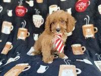 Bentley, a male Cavapoo for sale in Lakeland, FL – 1 of 9