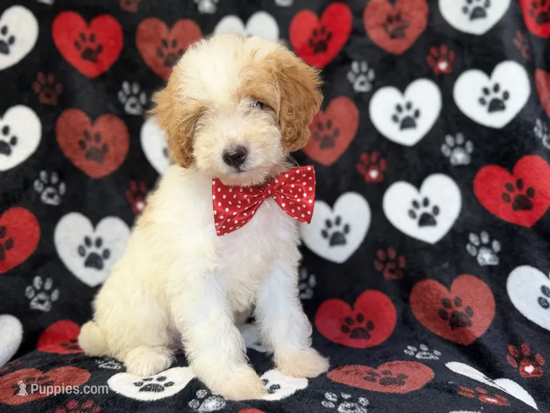 Spike – Cavapoo puppy for sale in Lakeland, FL