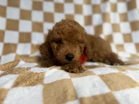 Amos, a male Miniature Goldendoodle for sale in Lakeland, FL – 7 of 8