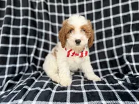 Boss, a male Cavapoo for sale in Lakeland, FL – 3 of 9