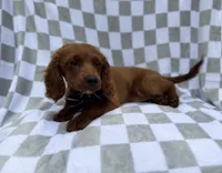 Domino, a male Cavapoo for sale in Lakeland, FL – 6 of 8