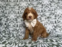 Mikey, a male Cockapoo and Poodle - Miniature  for sale in Lakeland, FL – 1 of 8