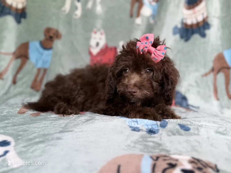 Cocoa – Cavapoo puppy for sale in Lakeland, FL