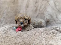 Noah, a male Cavalier King Charles Spaniel and Poodle - Miniature  for sale in Lakeland, FL – Photo 7 of 10