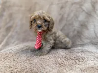 Noah, a male Cavalier King Charles Spaniel and Poodle - Miniature  for sale in Lakeland, FL – Photo 6 of 10