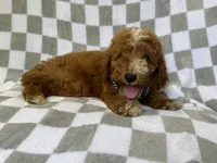 Cosmo, a male Miniature Goldendoodle for sale in Lakeland, FL – 8 of 8