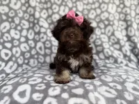 Sloan, a female Cockapoo for sale in Lakeland, FL – 3 of 10