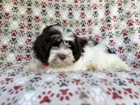 Asher, a male Shihpoo for sale in Lakeland, FL – 4 of 8