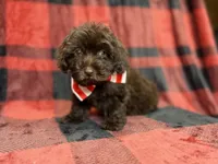 Bryant, a male Shihpoo and Poodle - Miniature  for sale in Lakeland, FL – 7 of 9