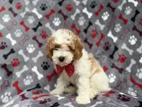 Lucky, a male Cockapoo for sale in Lakeland, FL – 2 of 10