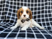 Gunner, a male Cavalier King Charles Spaniel for sale in Lakeland, FL – Photo 4 of 9