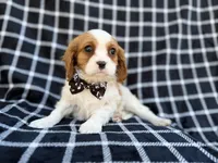 Gunner, a male Cavalier King Charles Spaniel for sale in Lakeland, FL – Photo 2 of 9