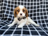 Gunner, a male Cavalier King Charles Spaniel for sale in Lakeland, FL – Photo 3 of 9
