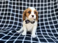 Gunner, a male Cavalier King Charles Spaniel for sale in Lakeland, FL – Photo 7 of 9