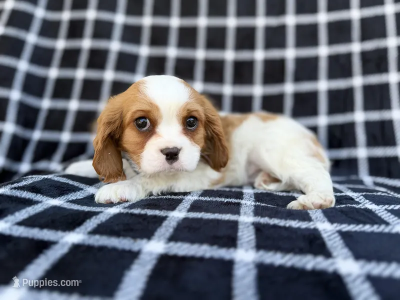 Gunner – Cavalier King Charles Spaniel puppy for sale in Lakeland, FL