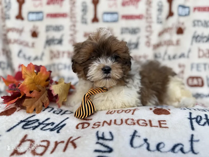 Travis – Shih Tzu, Poodle - Miniature  puppy for sale in Lakeland, FL
