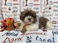 Travis, a male Shih Tzu and Poodle - Miniature  for sale in Lakeland, FL – Photo 1 of 9