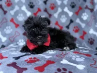 Zeus, a male Miniature Schnauzer for sale in Lakeland, FL – 5 of 8