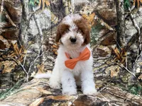Chip, a male Poodle - Miniature  for sale in Lakeland, FL – 2 of 7